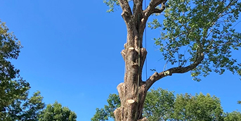 tree trimming and tree pruning