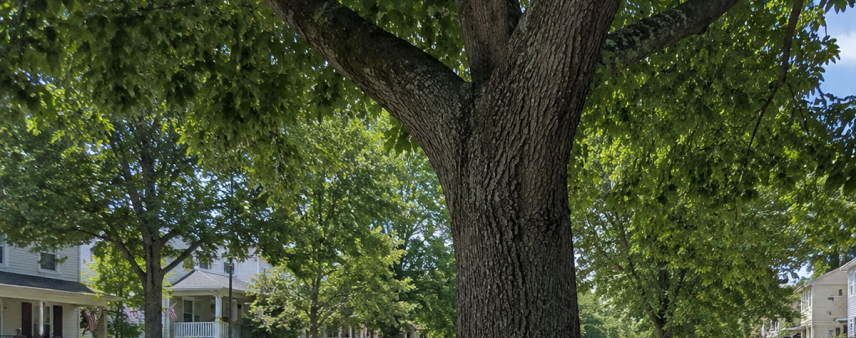 Mature street tree near a sidewalk in a Lackawanna County, PA neighborhood